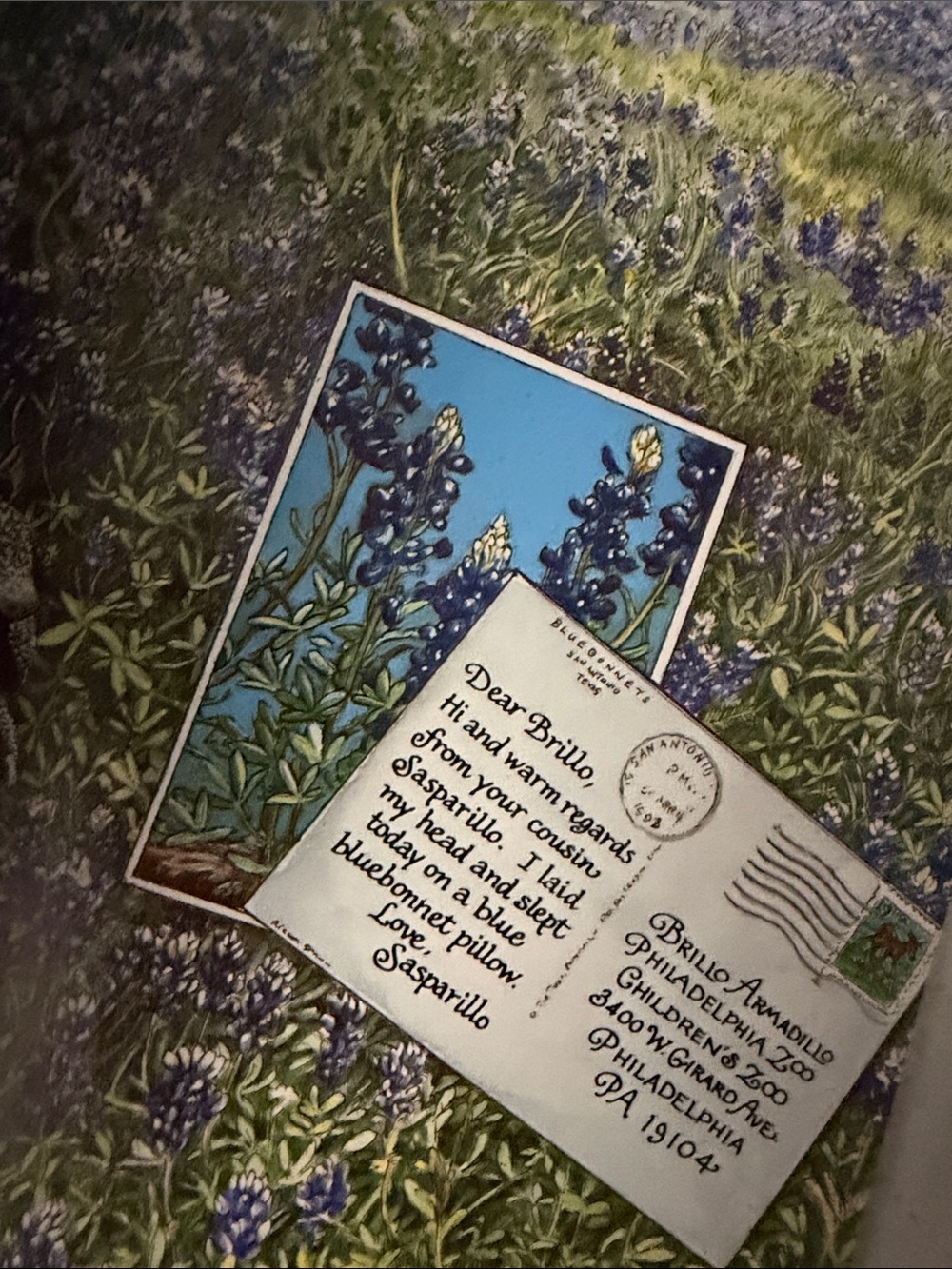 The Armadillo from Amarillo by Lynne Cherry - Multicolor Cover - Picture 5 of 5